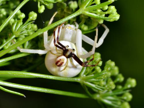Misumena vatia