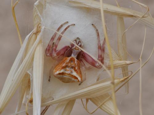 Thomisus onustus
