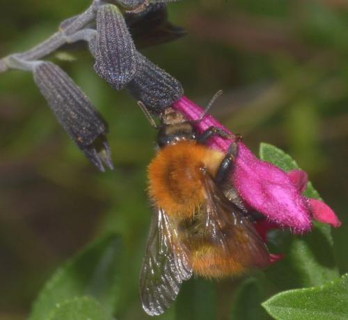 Bombus pascuorum