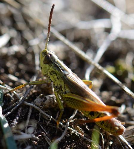 Pseudochorthippus sp.