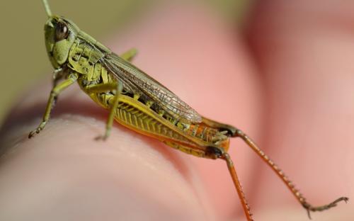 Pseudochorthippus sp.