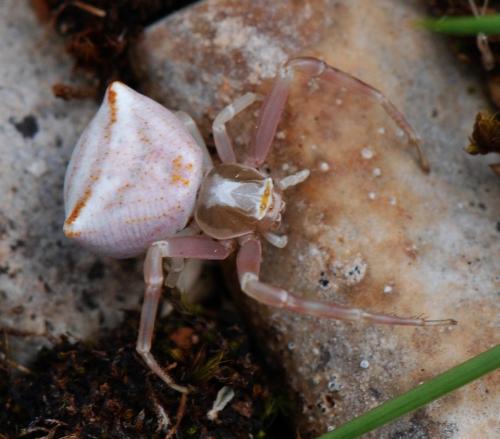 Réf. 109 433 : Thomisus sp.