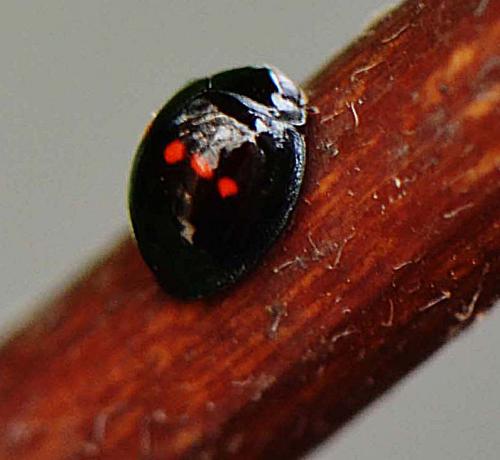 Réf. 109 061 : Chilocorus bipustulatus