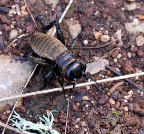 Réf. 109 425 : Gryllus campestris