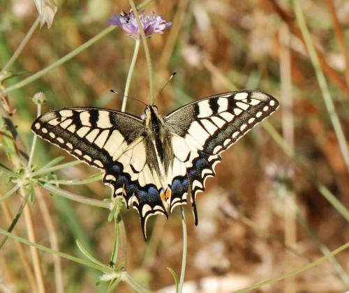 Réf. 109 374 : Papilio machaon