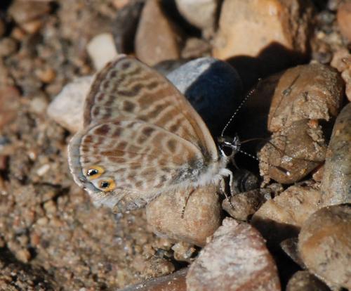 Leptotes pirithous