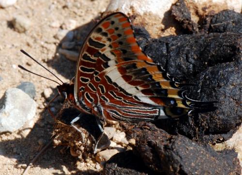Charaxes jasius