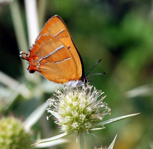 Thecla betulae