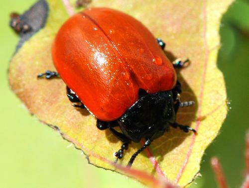 Réf. 109 415 : Chrysomela populi