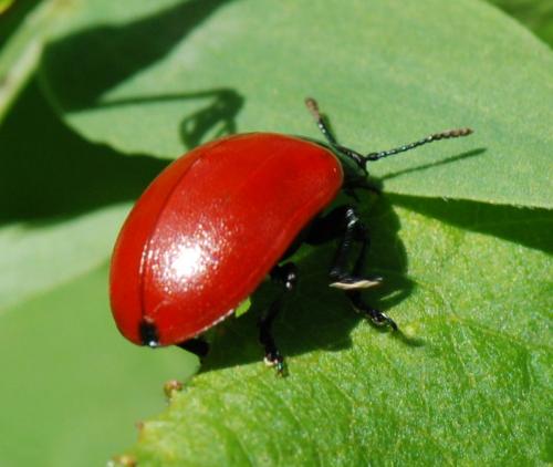 Chrysomela populi