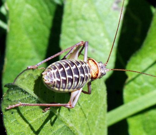 Sorapagus catalaunicus