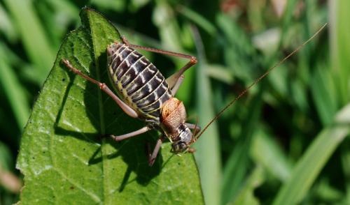 Sorapagus catalaunicus