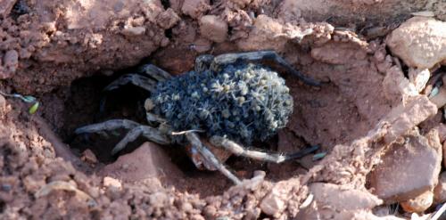 Réf. 109 441 : Lycosa sp.