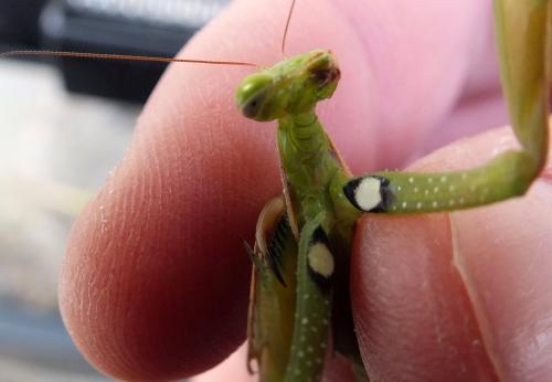 Réf. 109 181 : Mantis religiosa
