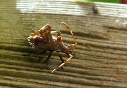 Coreus marginatus