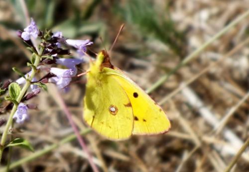Colias croceus