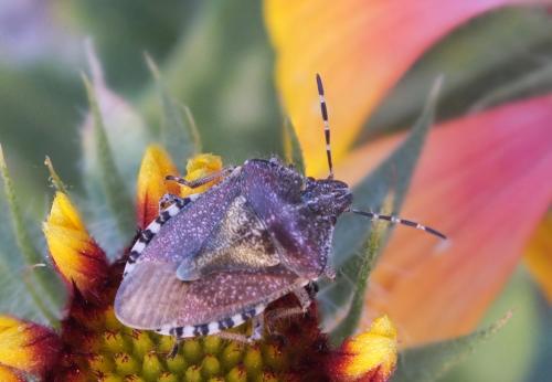 Dolycoris baccarum