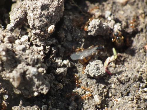 Solenopsis sp.
