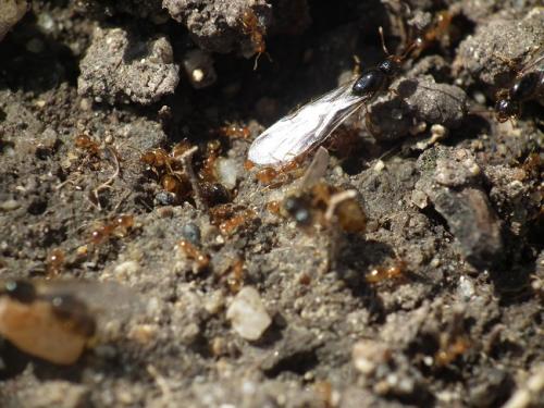 Solenopsis sp.