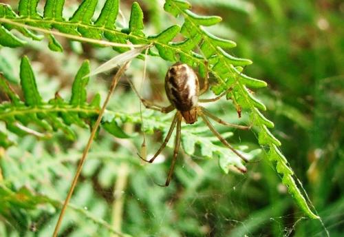 Réf. 109 382 : Linyphia triangularis