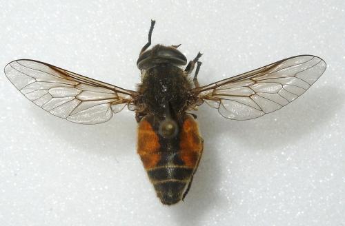 Hybomitra muehlfeldi