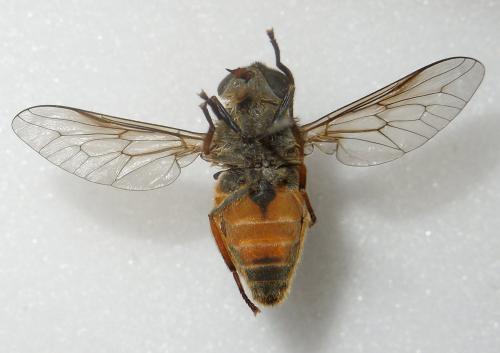 Hybomitra muehlfeldi