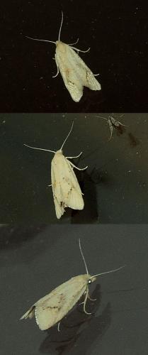 Cochylimorpha meridiana