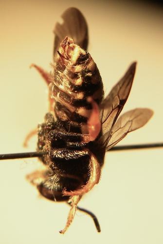 Anthidiellum strigatum