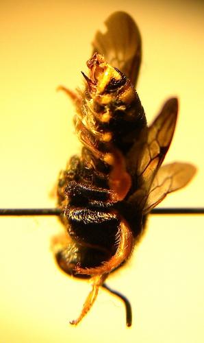 Anthidiellum strigatum