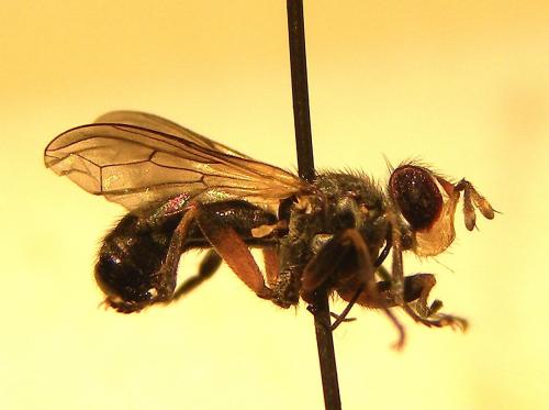 Thecophora sp.