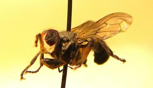 Thecophora sp.