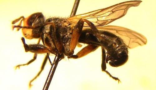Thecophora sp.