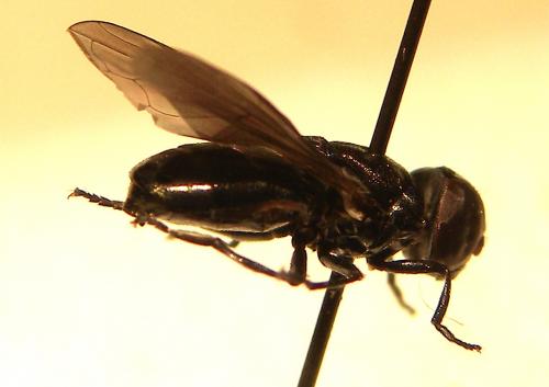 Chrysogaster solstitialis