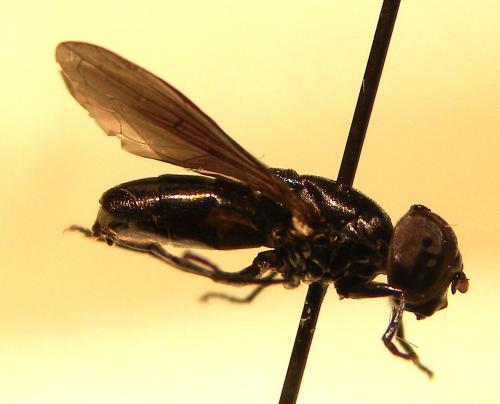 Chrysogaster solstitialis