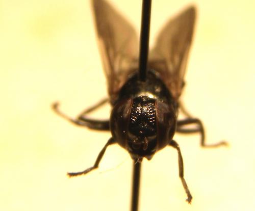 Chrysogaster solstitialis