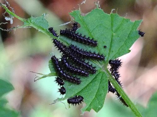 Réf. 109 507 : Araschnia levana
