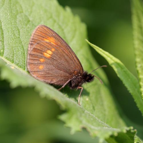 Erebia eriphyle