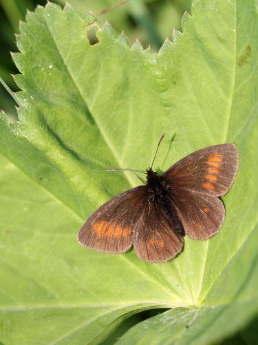 Erebia eriphyle