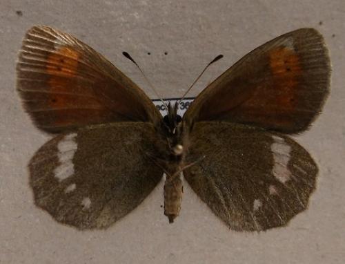 Erebia manto
