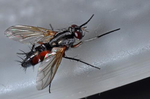 Réf. 109 263 : Mintho rufiventris