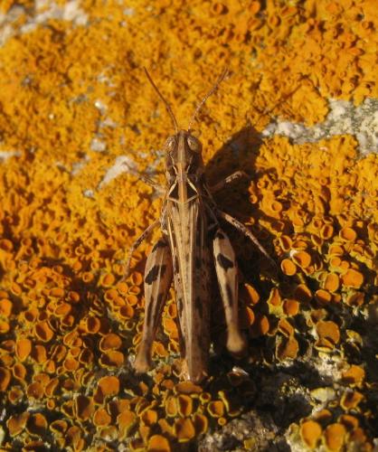 Réf. 109 981 : Dociostaurus sp.