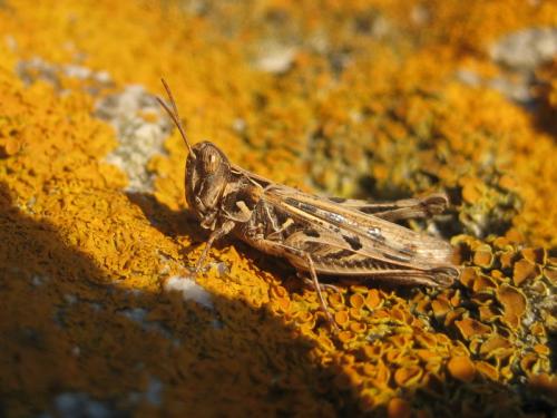 Dociostaurus sp.