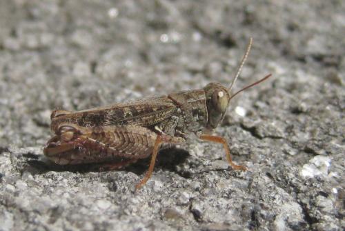 Réf. 109 979 : Calliptamus barbarus barbarus
