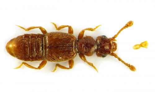 Euplectus sp.