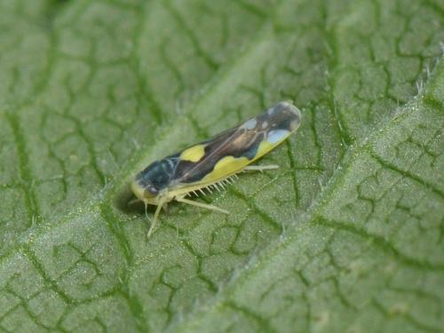 Réf. 109 768 : Eupteryx sp.