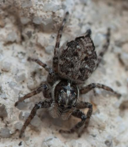 Menemerus semilimbatus