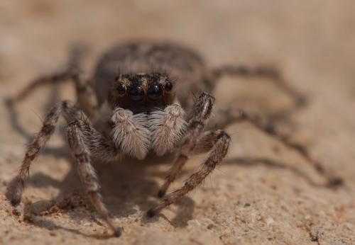 Menemerus semilimbatus