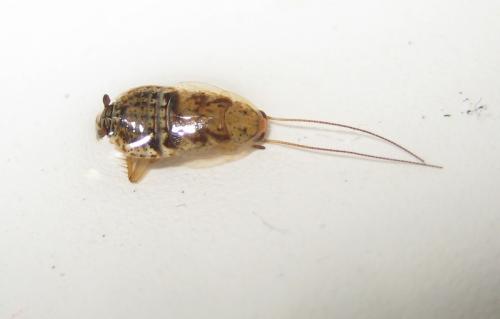 Réf. 109 987 : Capraiellus panzeri