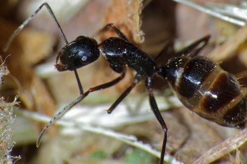 Réf. 109 741 : Camponotus aethiops