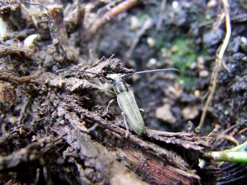 Phytoecia nigricornis